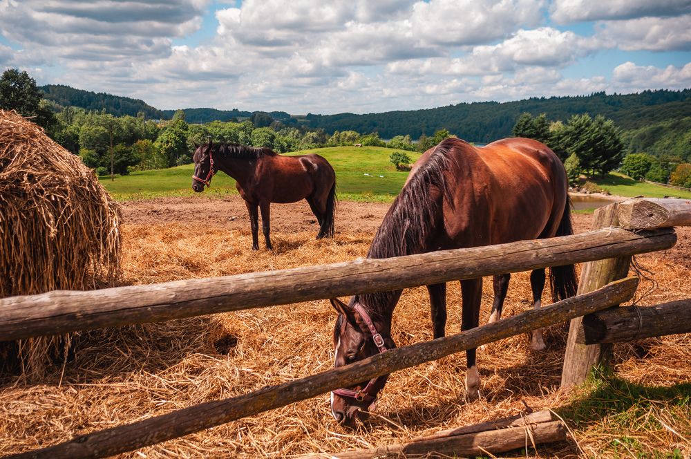 Horses. Kashubia, Poland, 2017