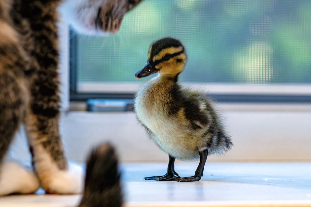 Photograph by Александр Колляков