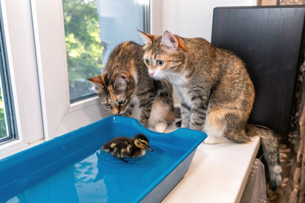 Photograph by Александр Колляков