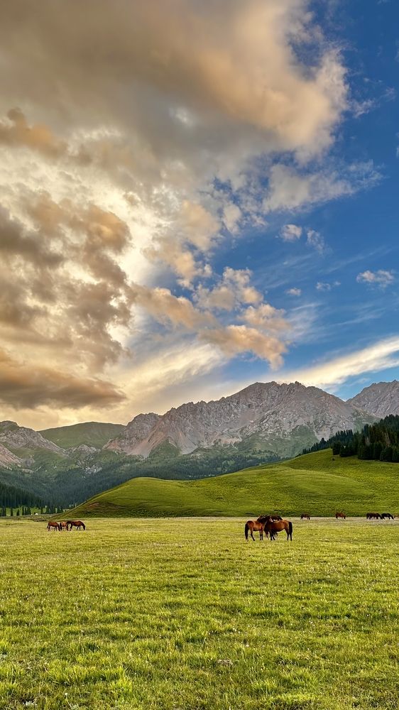 Лошади на закате дня