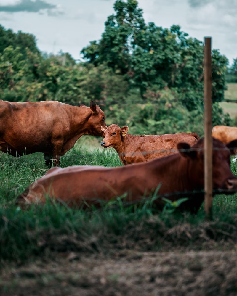 Photograph by Akeem Chandler-Prescod