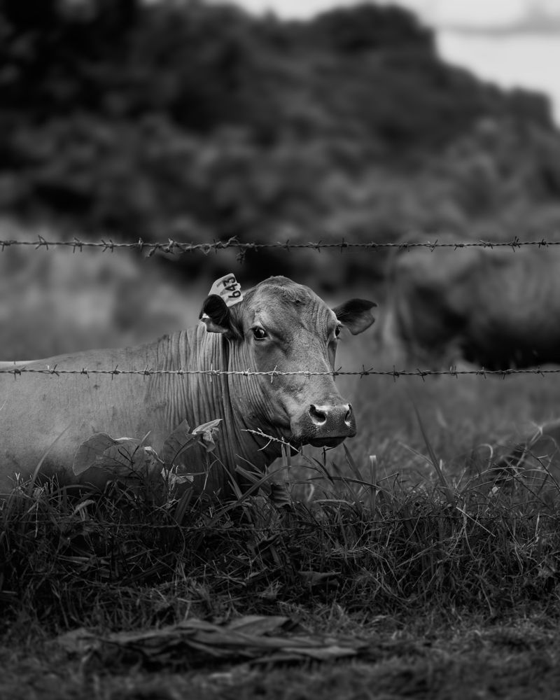 Photograph by Akeem Chandler-Prescod