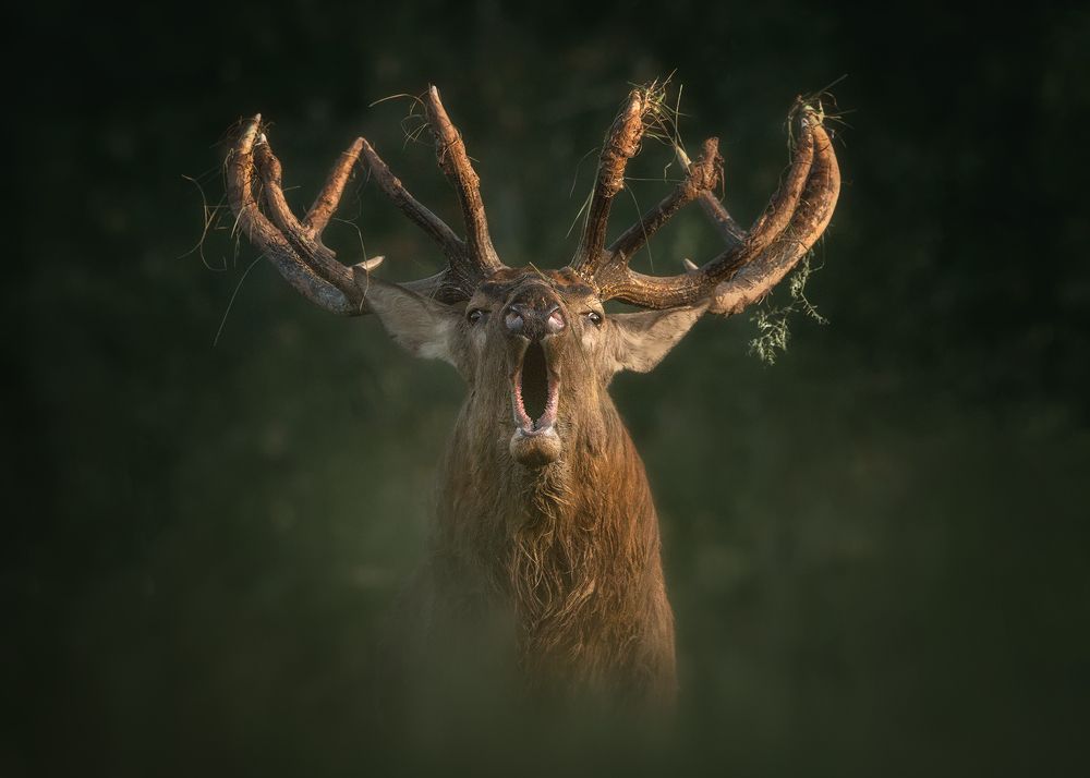 Photograph by Рудченко Ольга