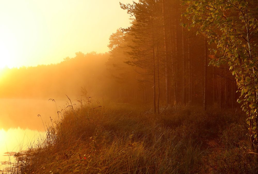 Золотые минуты летнего рассвета