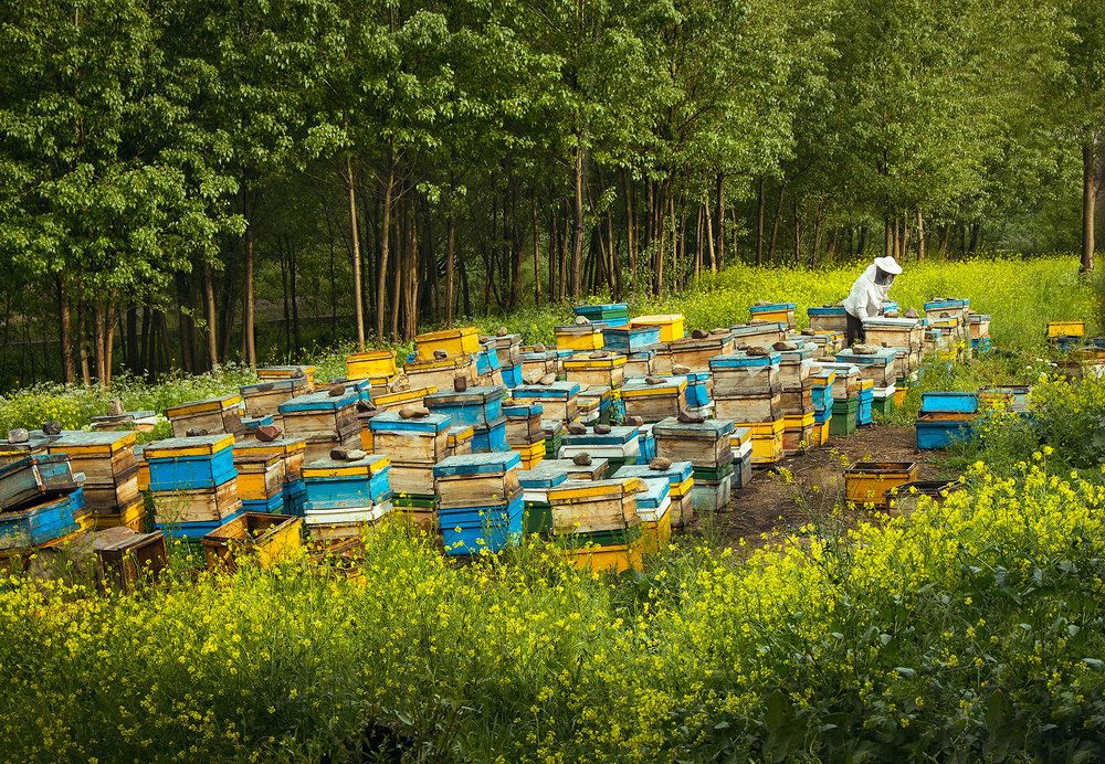 Photograph by Farzad Ajori