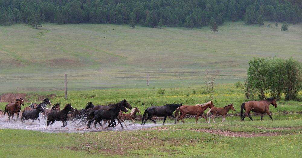 Общество чистых копыт