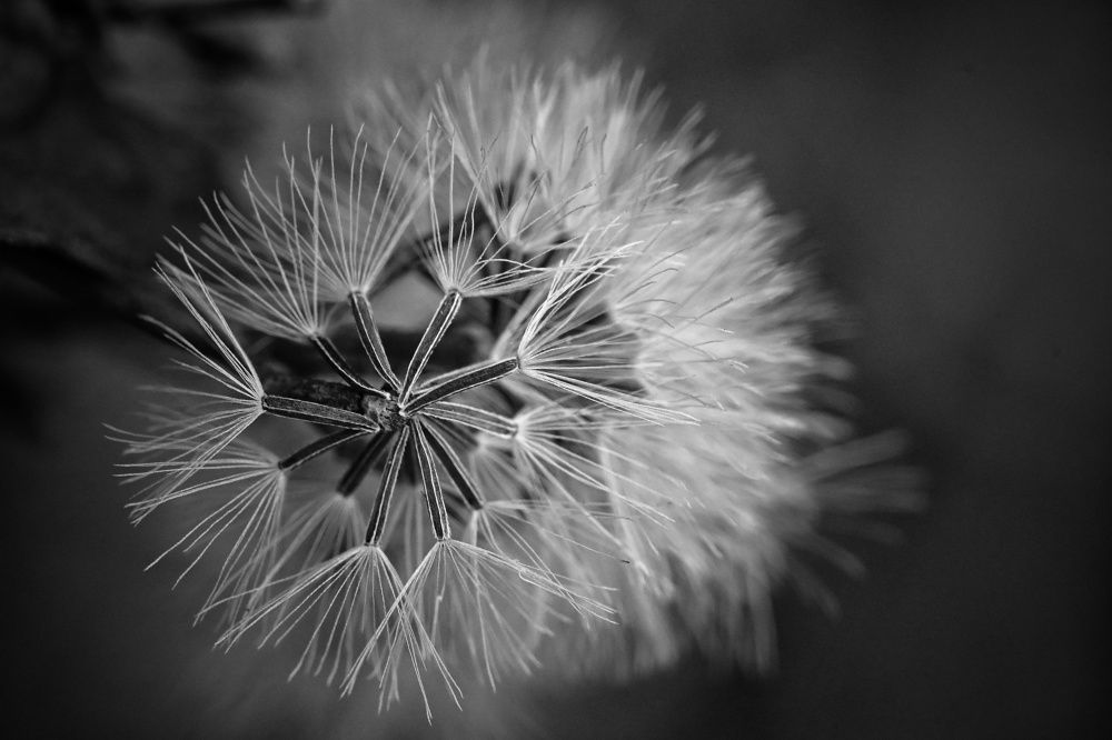 Photograph by SRIMANTA RAY