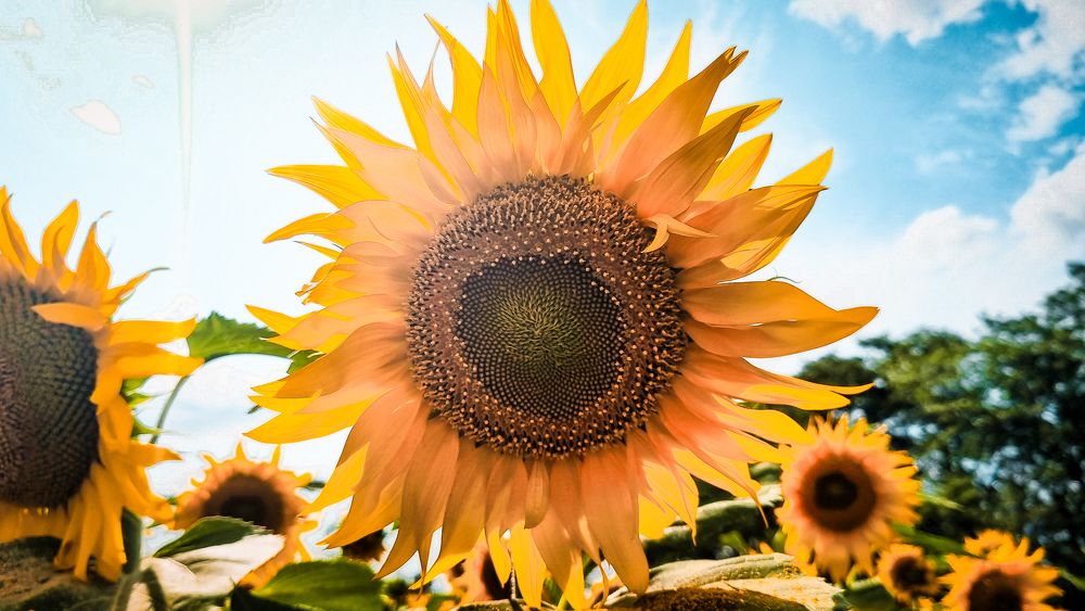 Photograph by Игорь Блинов