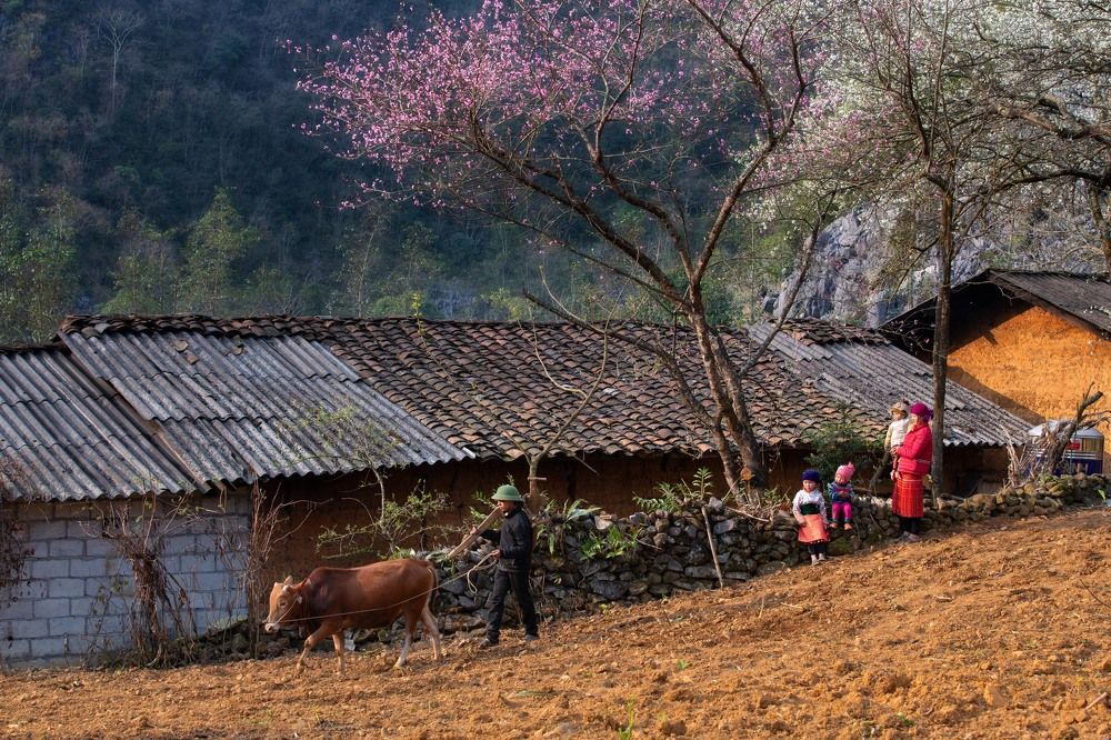 Field full of Spring