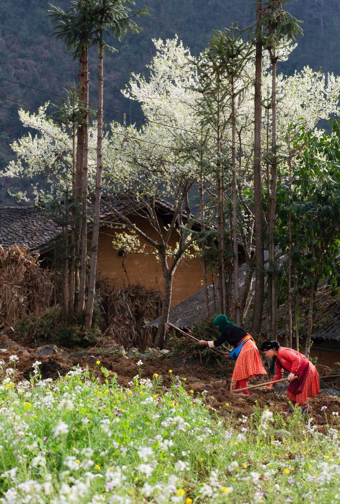 Farming on the canola field