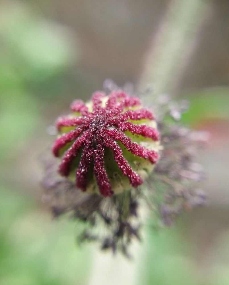 Photograph by Ritu Dinkar