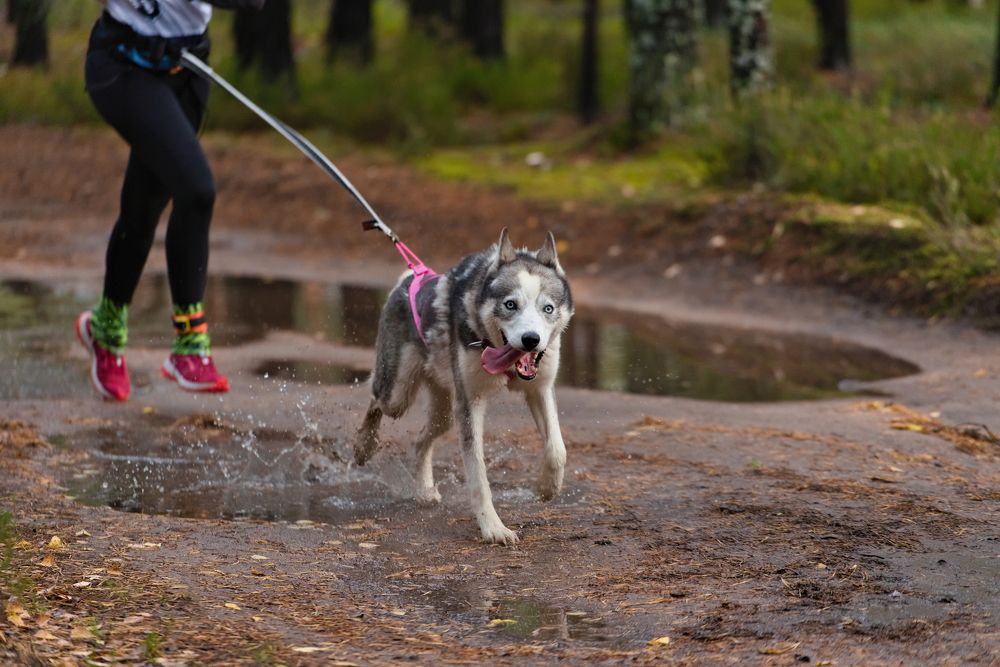 Фотография автора Владимир Коровяковский