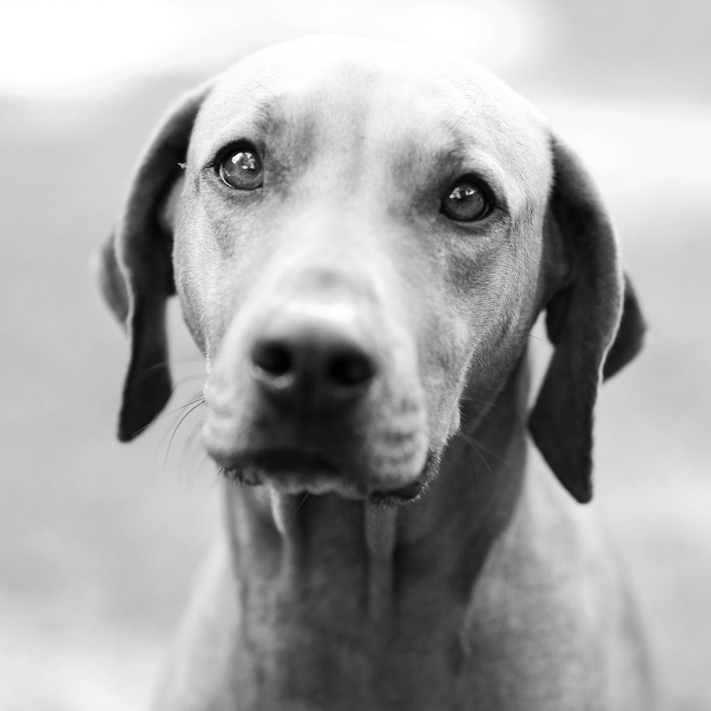 Photograph by Sarti Camilo