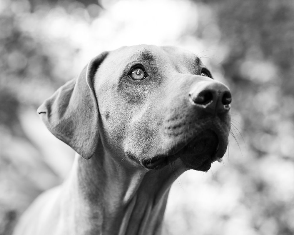 Photograph by Sarti Camilo