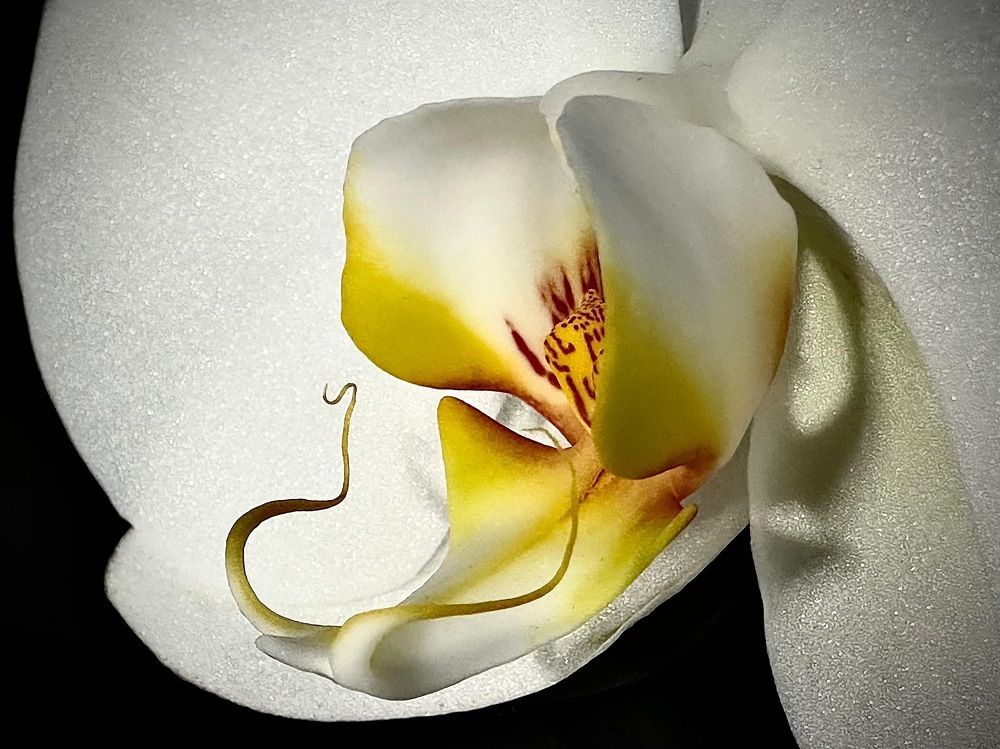 Photograph by Светлана Рашидова