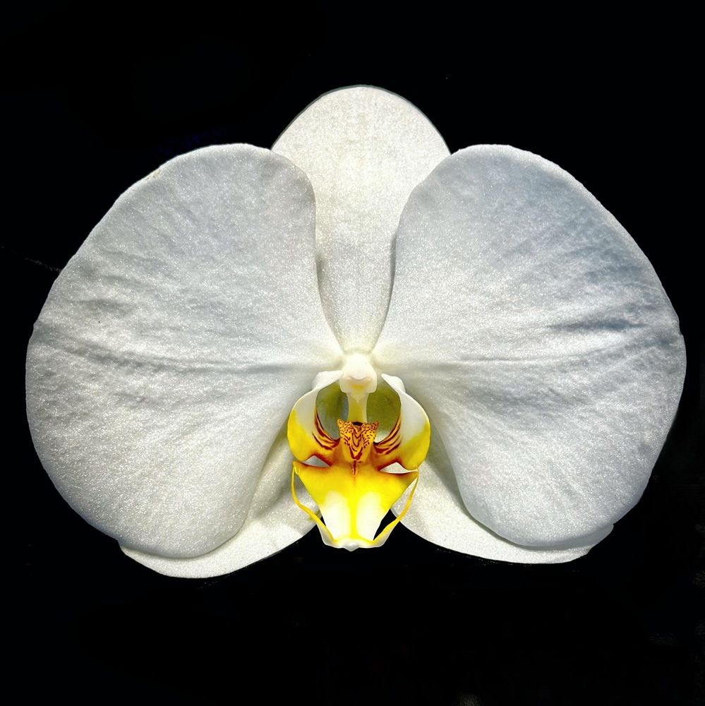 Photograph by Светлана Рашидова