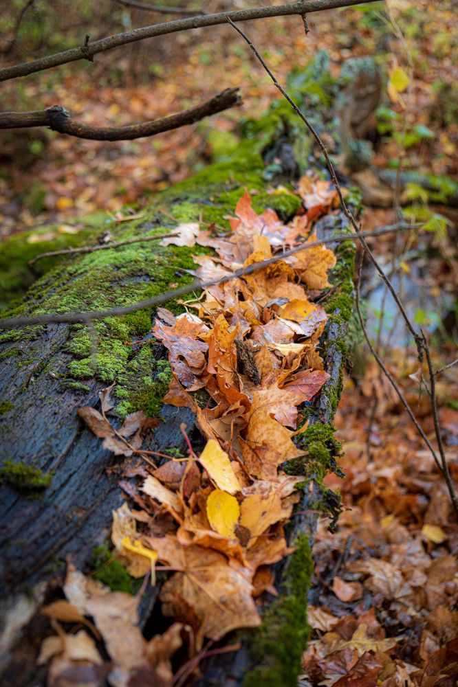 Photograph by Альберт Габбасов