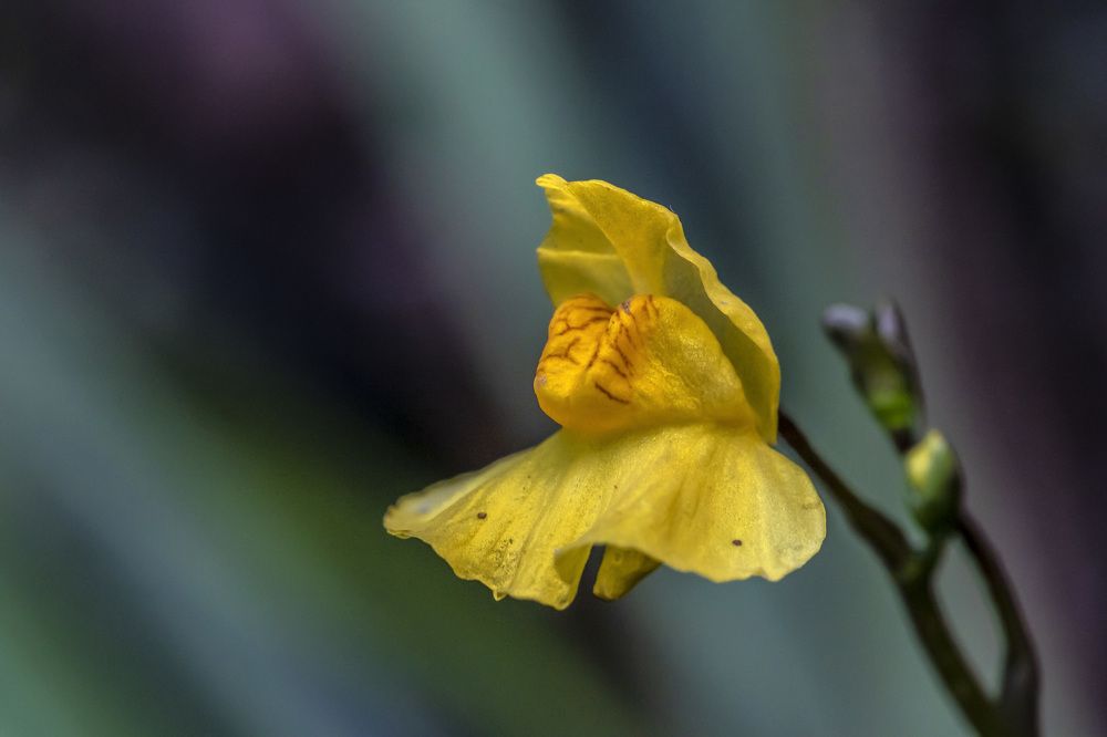 Пузырчатка