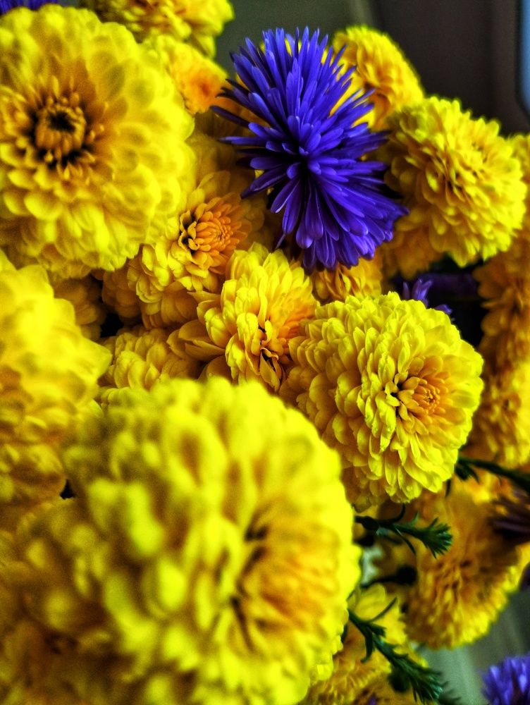 Photograph by Dicusar Alexandrina