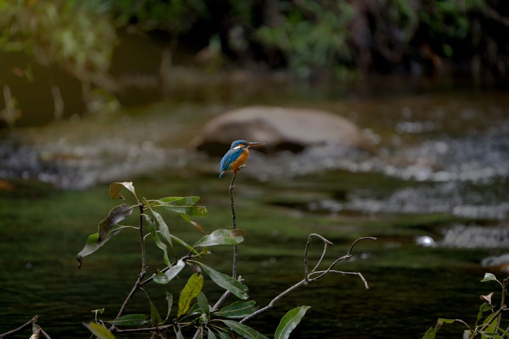 Common kingfisher