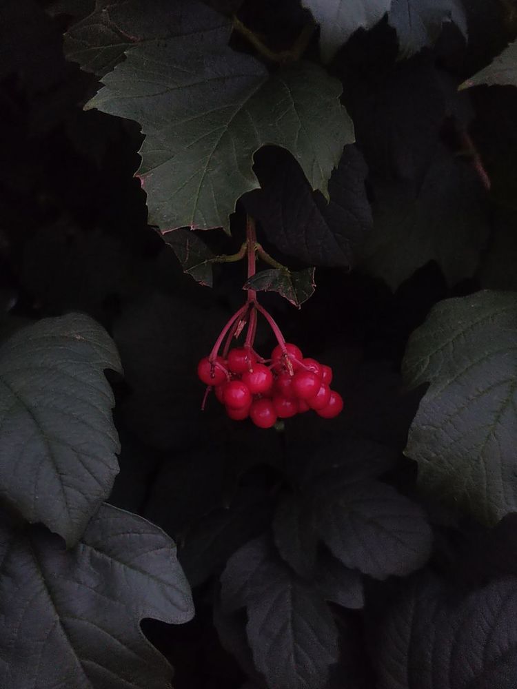 Photograph by foto_pushka