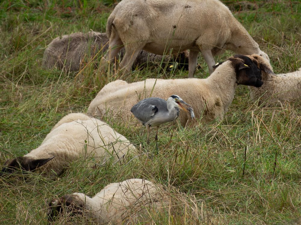 On the hunt for prey