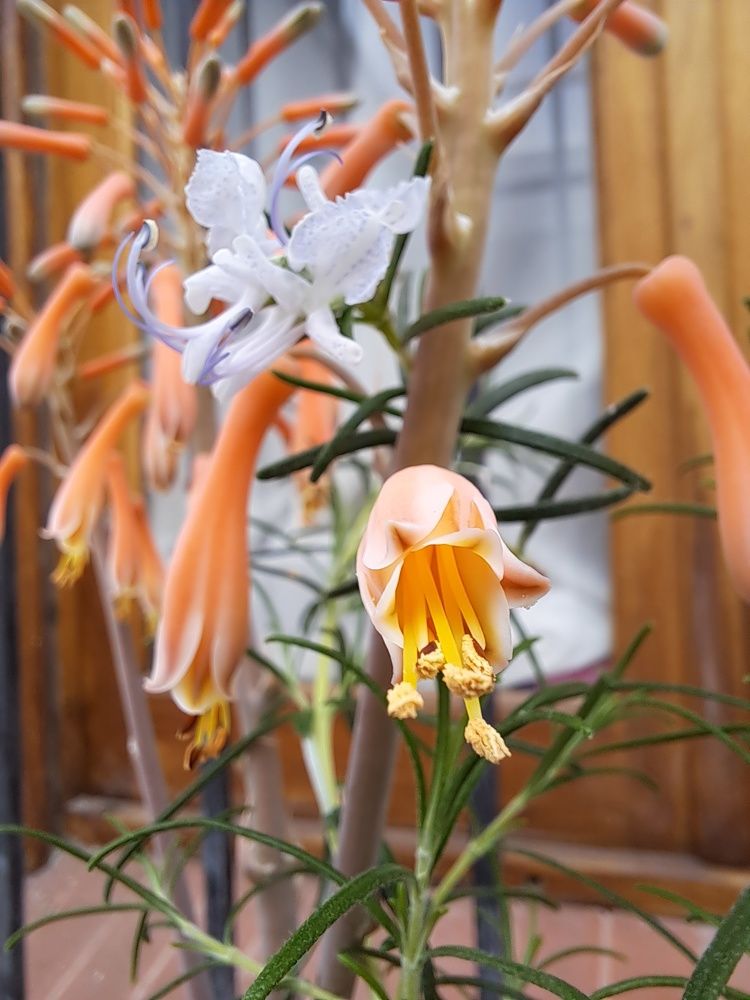 Фотография автора gustavo pecelis