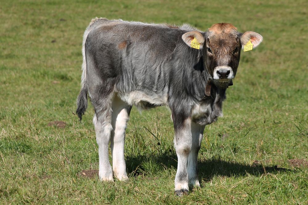 Photograph by Диана Ульянцева