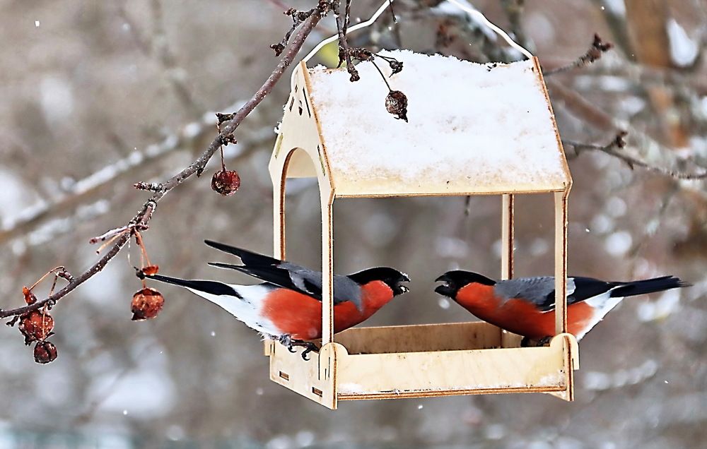 Птичьи разборки