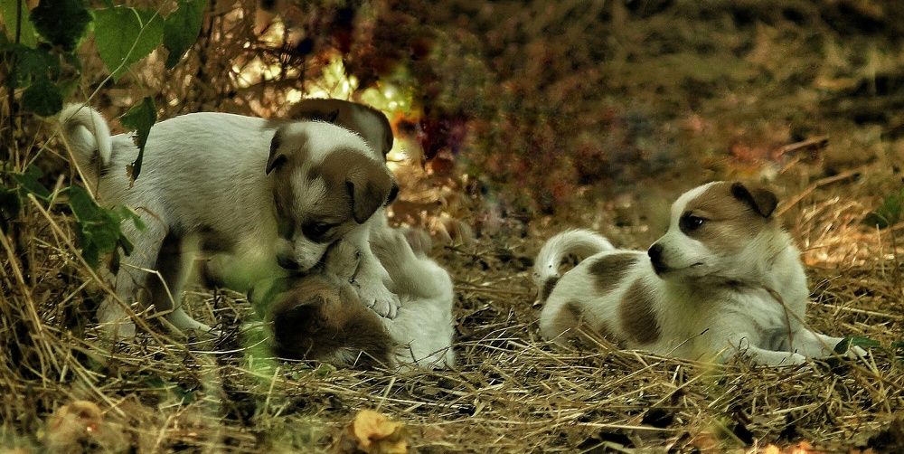 Photograph by Sergey Velichko