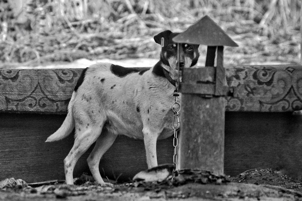 Photograph by Sergey Velichko