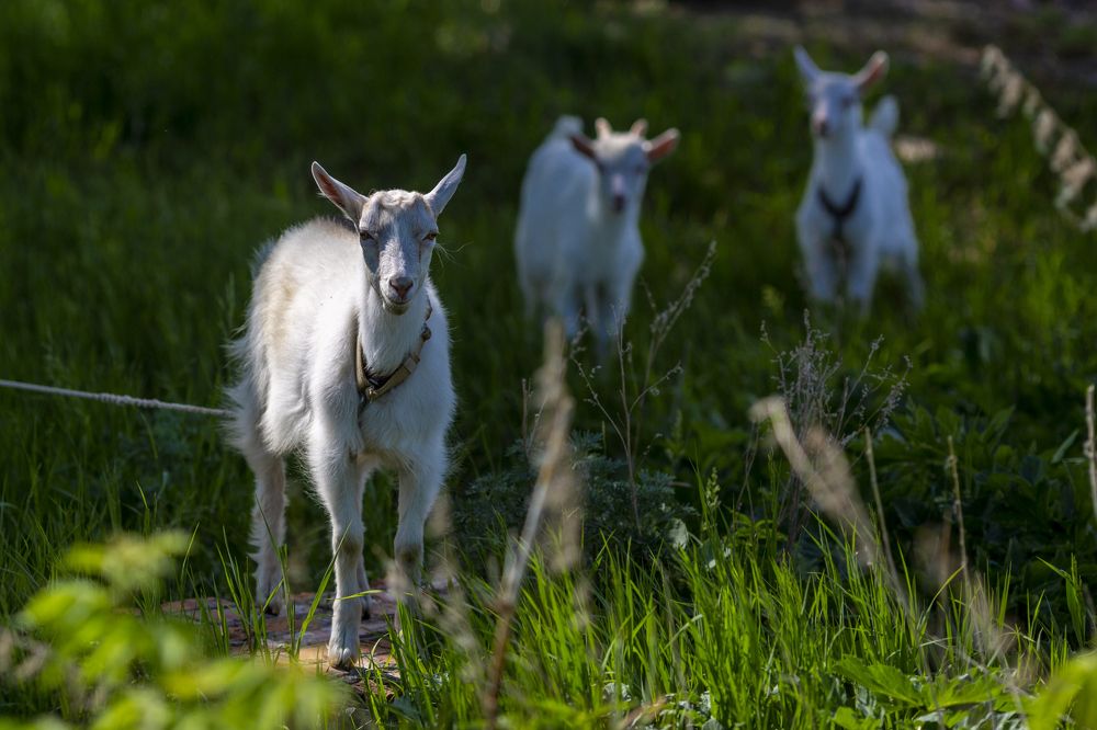 Photograph by Кутний Игорь