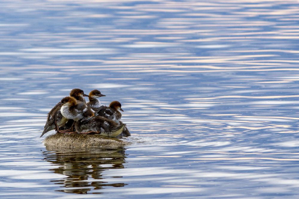 Photograph by Татьяна Раковская
