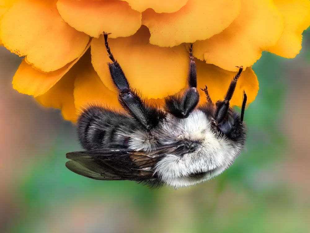 Photograph by Atul Saluja