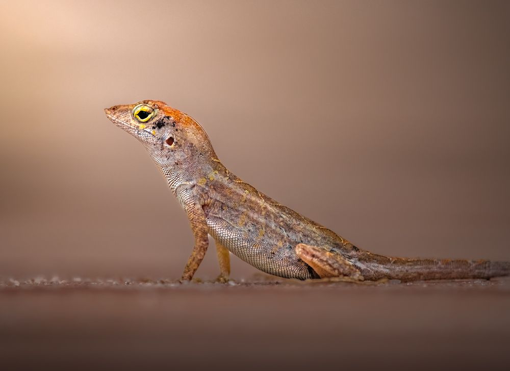 Photograph by Atul Saluja