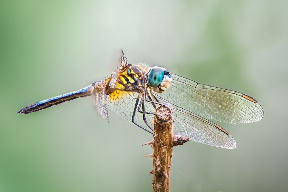 Photograph by Atul Saluja