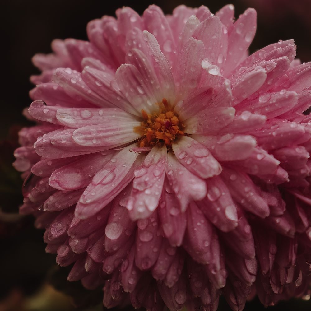 Photograph by Даниил Сырбу