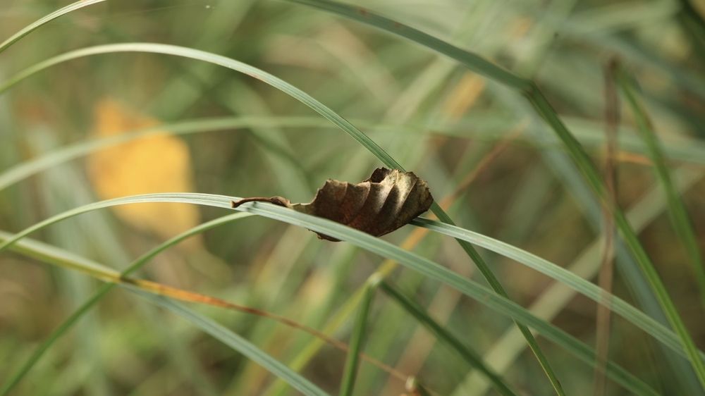 Photograph by Ольга Одаренко