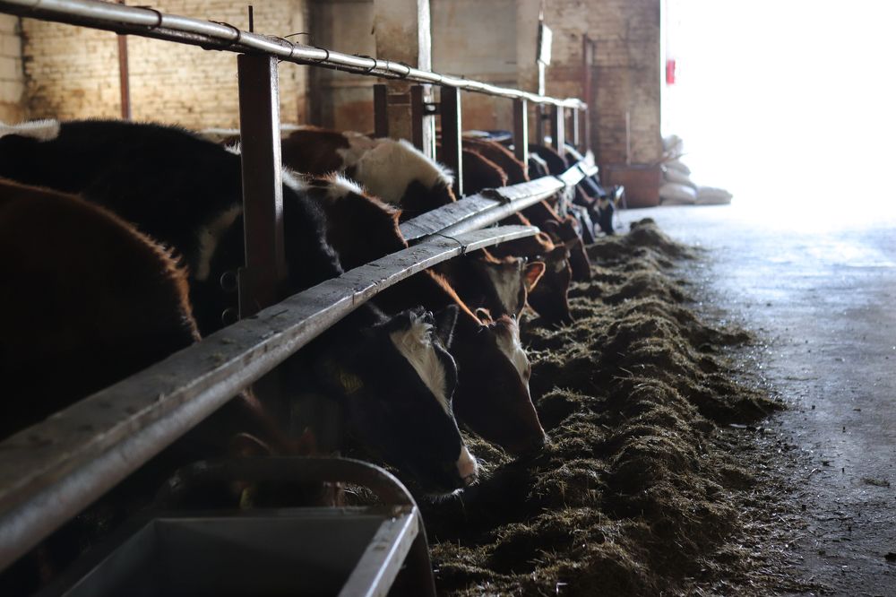 Photograph by Екатерина Самошкина