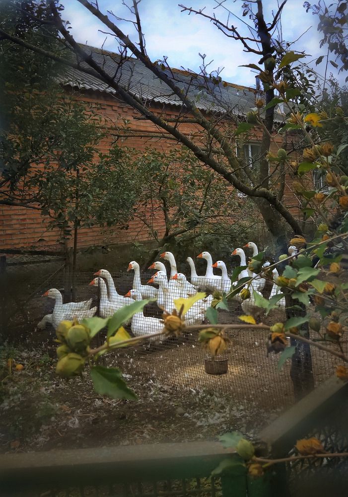 Photograph by Алла Холодова