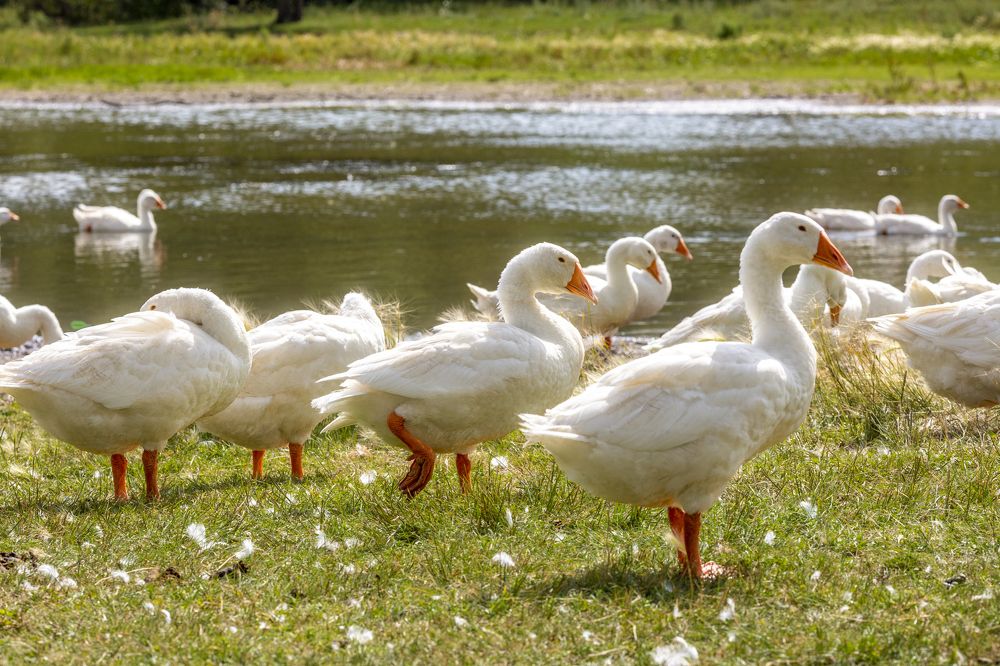 Photograph by Кутний Игорь