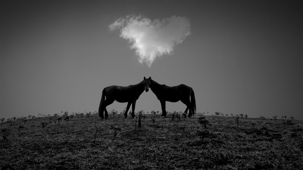 Photograph by seyed mostafa yousefi