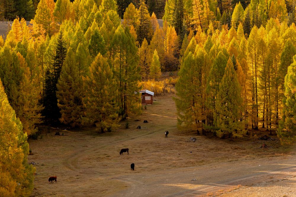 Домик в лесу