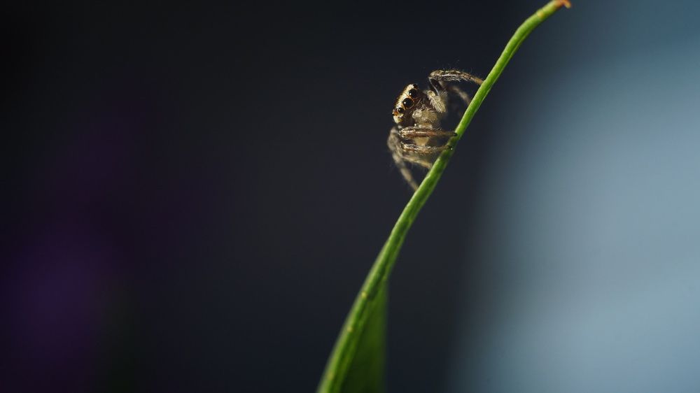 Фотография автора Elena Gasay