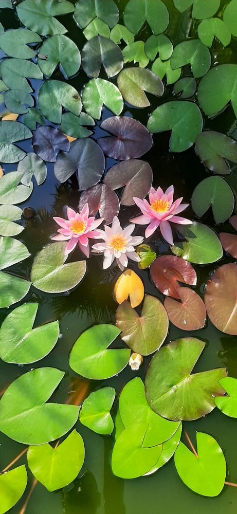 Фотография автора Анастасия