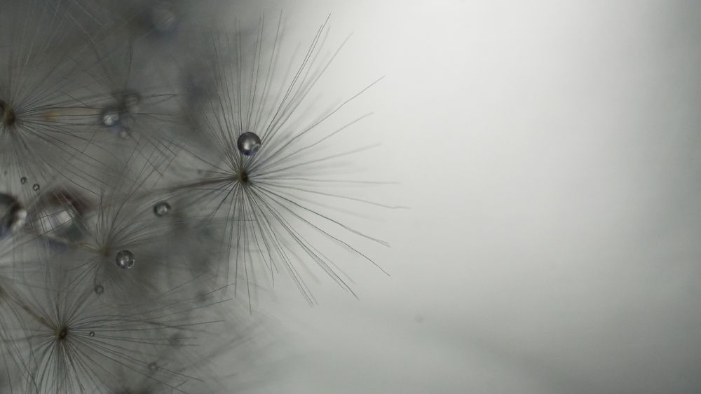 Фотография автора Elena Gasay