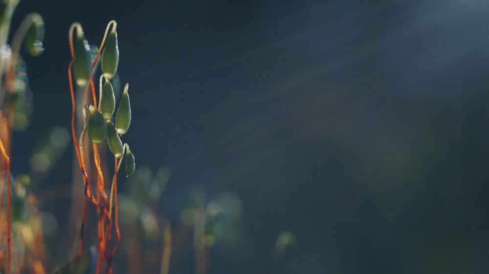 Фотография автора Elena Gasay