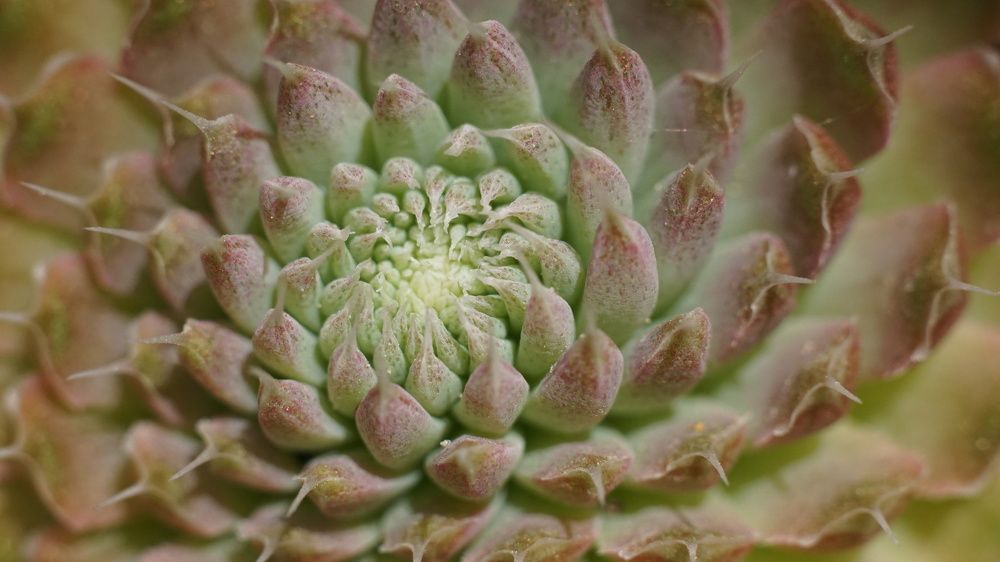 Фотография автора Elena Gasay