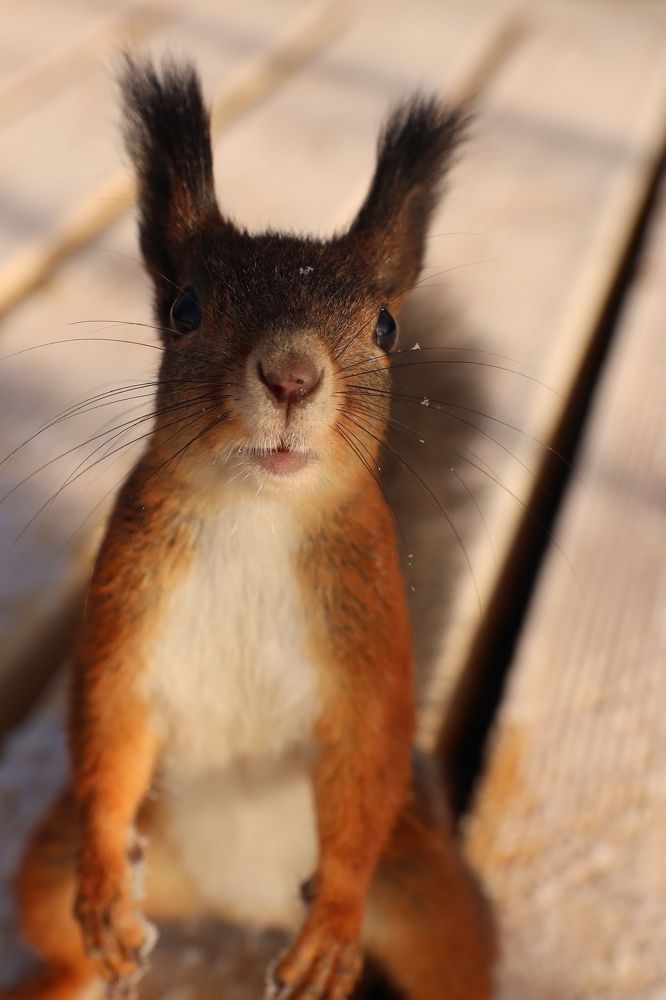 Семки есть?