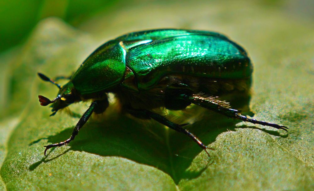 Фотография автора Игорь  Александрович  Куликов